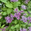 nature power boost plants