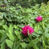 nature power boost