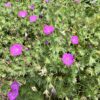 flower plant nature power boost