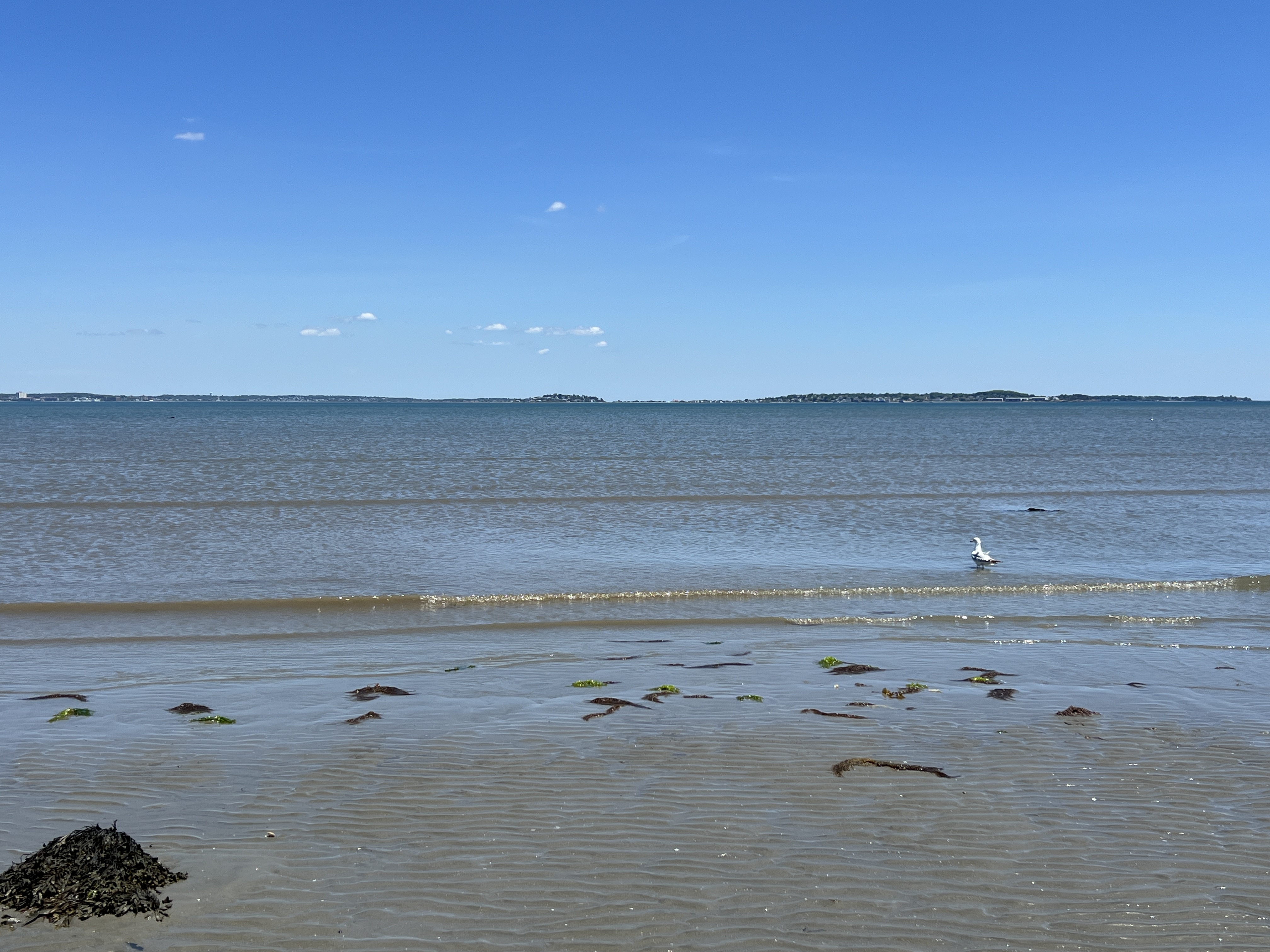 Resized Image