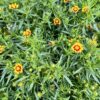 flower plants nature power boost