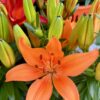 flower nature power boost