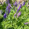 Nature power boost plants