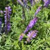 nature power boost plants