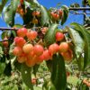skincare nature power boost