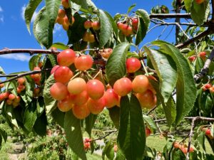 skincare nature power boost