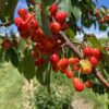 Nature power boost plants