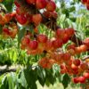 nature power boost