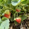 strawberries