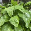 plants nature power boost