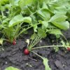 gardening nature power boost