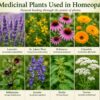 Homeopathy remedies and natural wellness items representing gentle, individualized support for everyday health concerns.