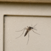 mosquito nature power boost