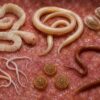 parasites