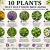 skincare 10 plants nature power boost