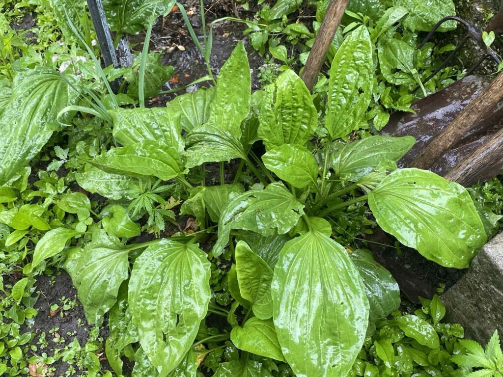 plantain nature power boost