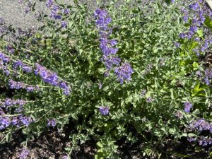 nature power boost
