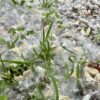 allergies nature power boost