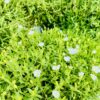nature power boost