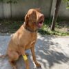 dog vizsla nature power boost