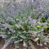 nature power boost