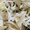 nature power boost flowers petals
