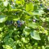 nature power boost