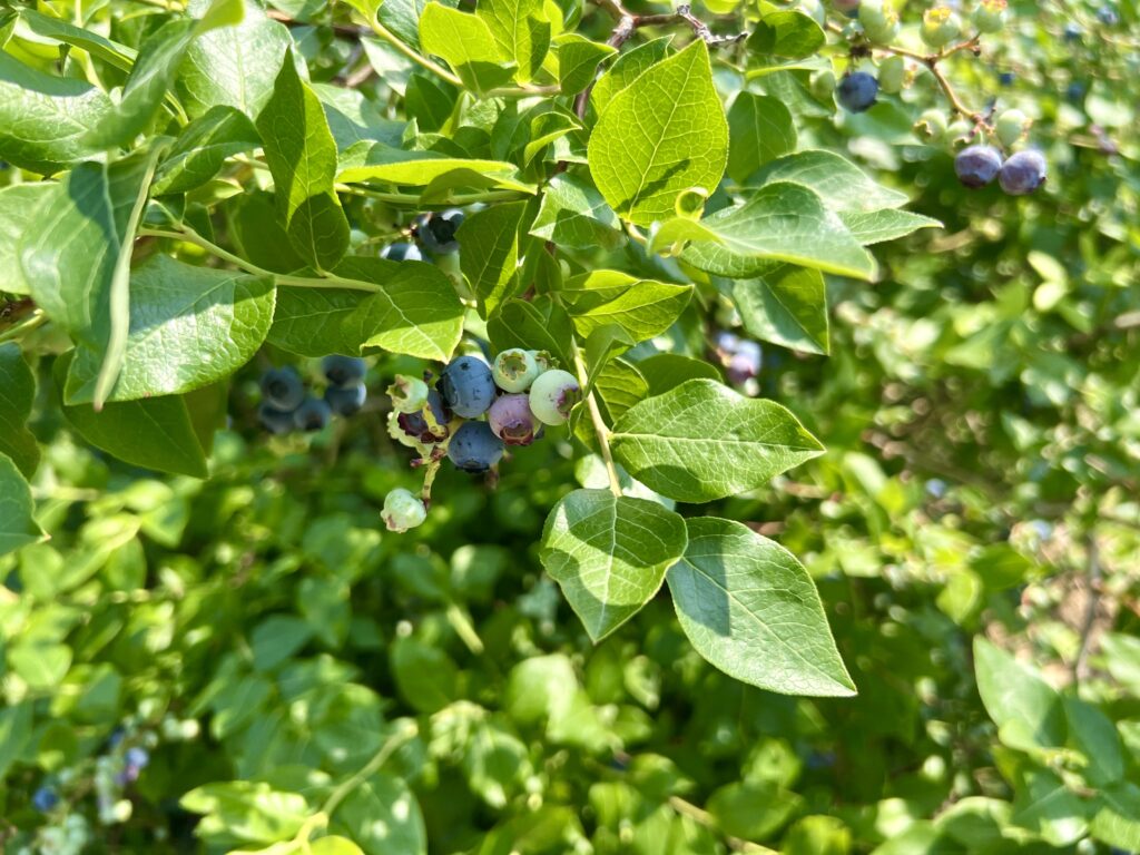 nature power boost