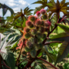 castor oil nature power boost